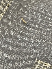 Plestiodon