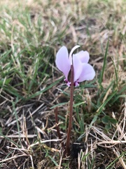 Cyclamen hederifolium
