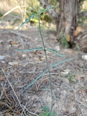 Funastrum crispum