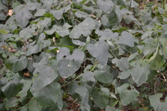 Aristolochia clematitis