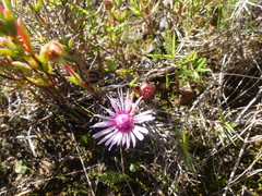 Lampranthus elegans