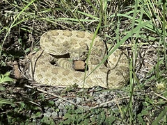 Crotalus viridis