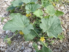 Cucumis melo