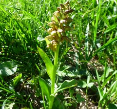 Dactylorhiza viridis