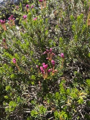 Phyllodoce empetriformis