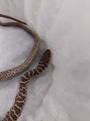 Coluber constrictor mormon