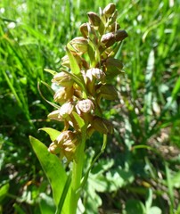 Dactylorhiza viridis