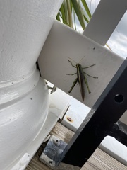 Schistocerca obscura