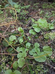 Cardamine dentata