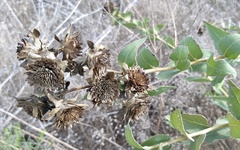 Silphium radula