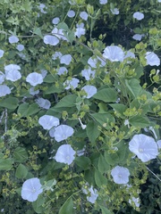 Jacquemontia pringlei