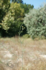 Bupleurum marschallianum