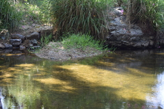 Luciobarbus sclateri