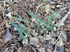 Passiflora tenuiloba