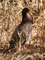 Pternistis adspersus