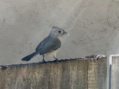 Baeolophus inornatus