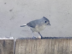 Baeolophus inornatus