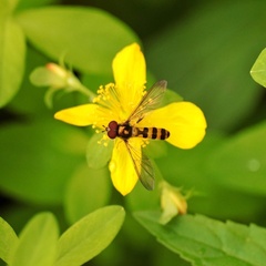 Meliscaeva cinctella image