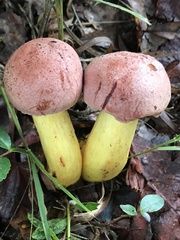 Pulchroboletus rubricitrinus