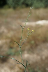 Bupleurum marschallianum