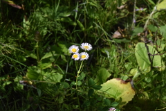 Erigeron philadelphicus