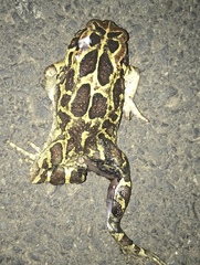 Sclerophrys pantherina