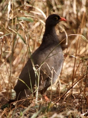 Pternistis adspersus