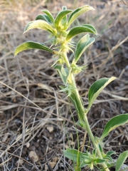 Ditaxis serrata