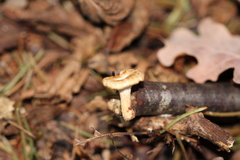 Heliocybe