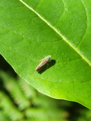 Graphocephala coccinea