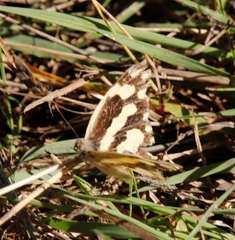 Pinacopteryx