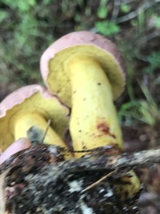 Pulchroboletus rubricitrinus