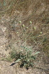 Centaurea salonitana