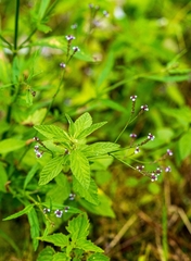 Verbenaceae