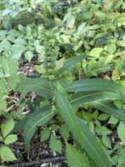 Physostegia virginiana