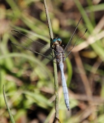 Orthetrum