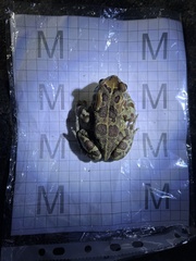 Sclerophrys pantherina