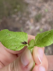 Sumitrosis inaequalis