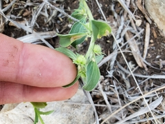 Ditaxis serrata