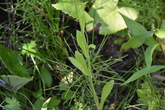 Erigeron philadelphicus