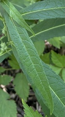 Physostegia virginiana