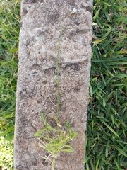 Wahlenbergia marginata