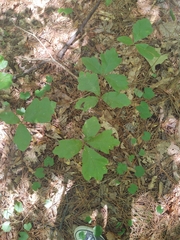 Toxicodendron pubescens