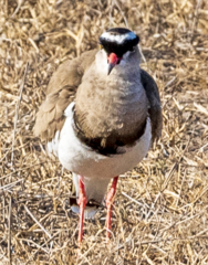 Vanellus coronatus