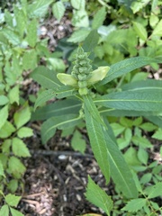 Physostegia virginiana