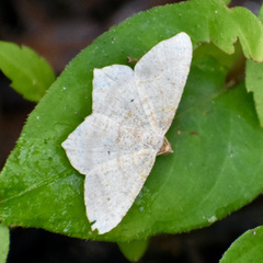 Psamatodes abydata