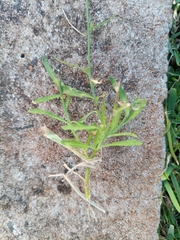 Wahlenbergia marginata