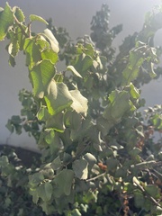 Prunus ilicifolia