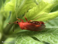 Deraeocoris ruber