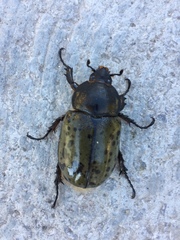 Dynastes hyllus